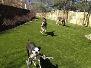 K9Grass artificial turf