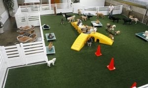 Dog Daycare K9Grass artificial turf