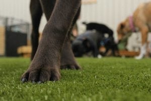 Dog Daycare K9Grass artificial turf