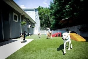 Dog Daycare K9Grass artificial turf