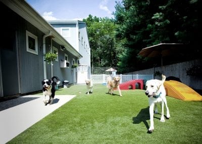 Dog Daycare K9Grass artificial turf