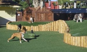 Dog Daycare K9Grass artificial turf