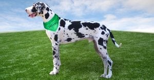 K9Grass artificial turf for pets