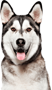 Beautiful Alaskan Malamute named Shadow