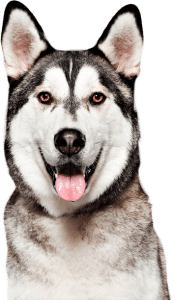 Beautiful Alaskan Malamute named Shadow