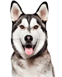 Beautiful Alaskan Malamute named Shadow
